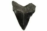 Serrated, Juvenile Megalodon Tooth - South Carolina #312120-1